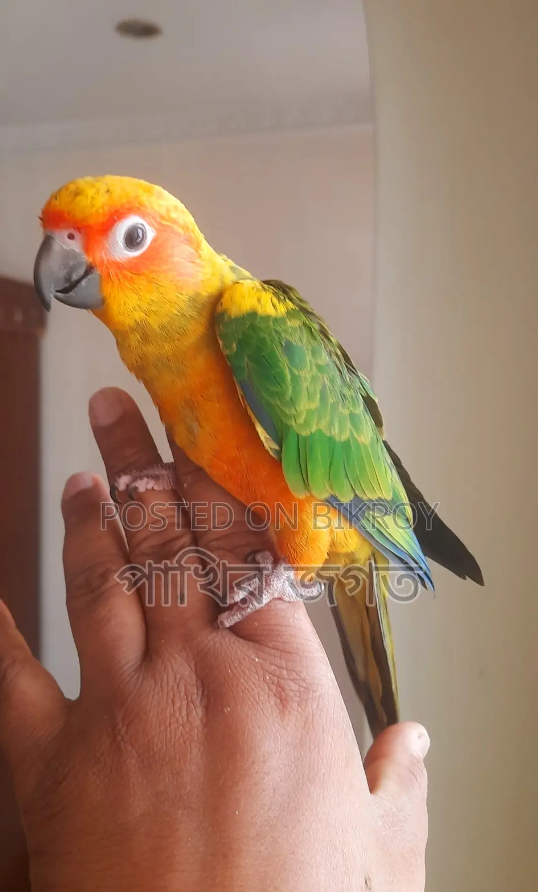 Sun Conure Super Tame Bird