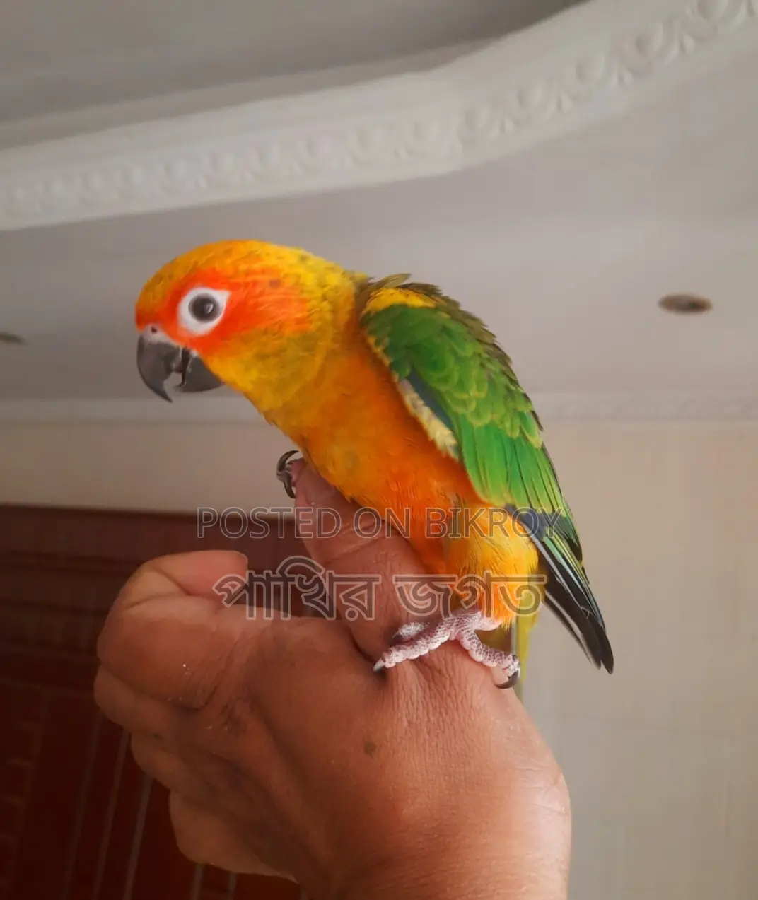Sun Conure Super Tame Bird