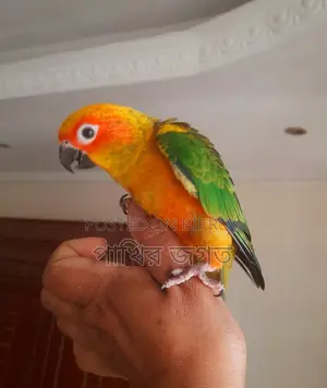 Sun Conure Super Tame Bird