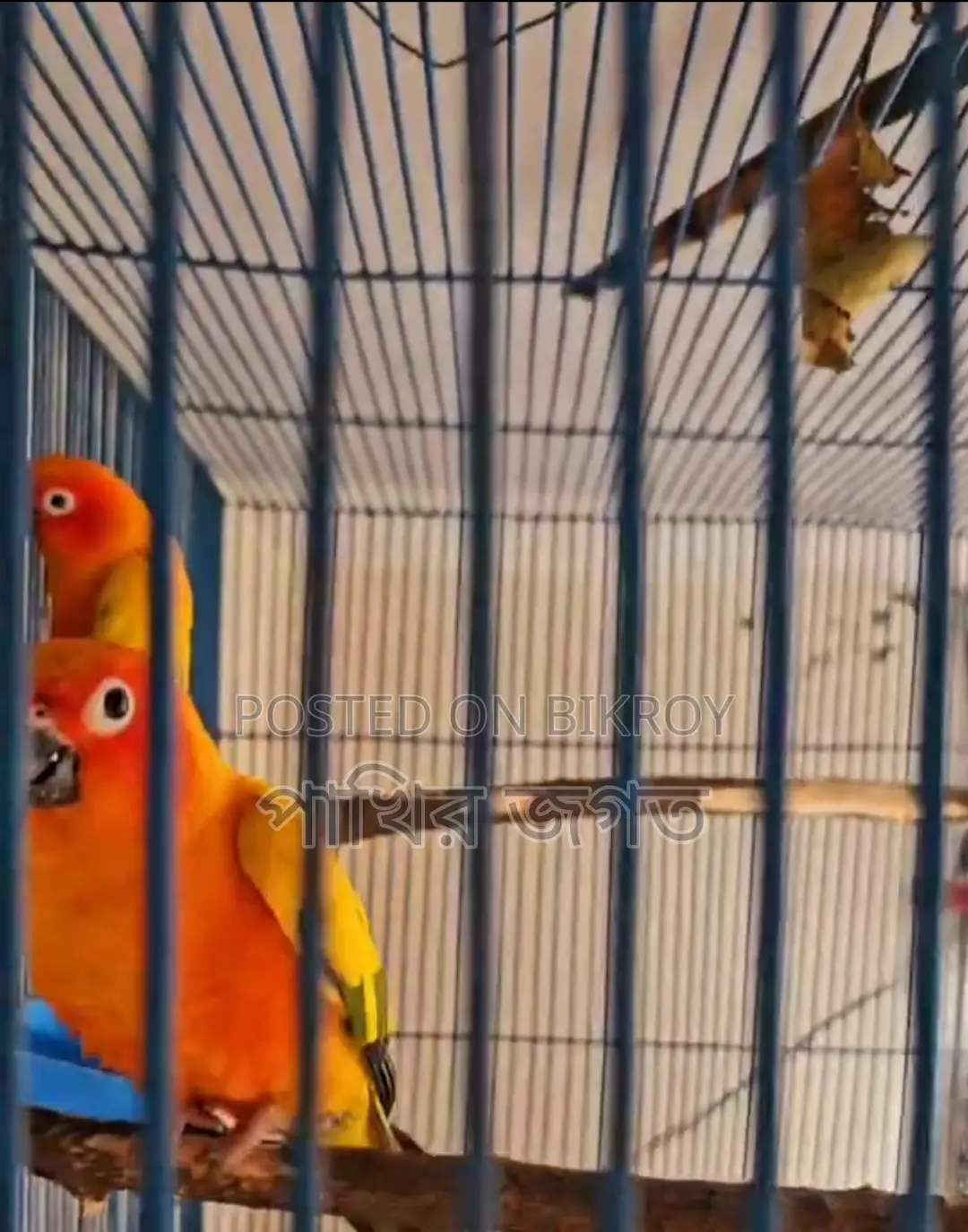 Sun Conure Super Tame Bird