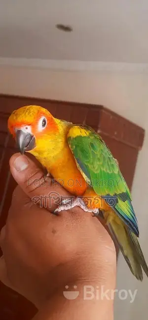 Sun Conure Super Tame Bird