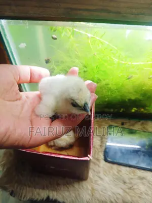 Silky Murgi