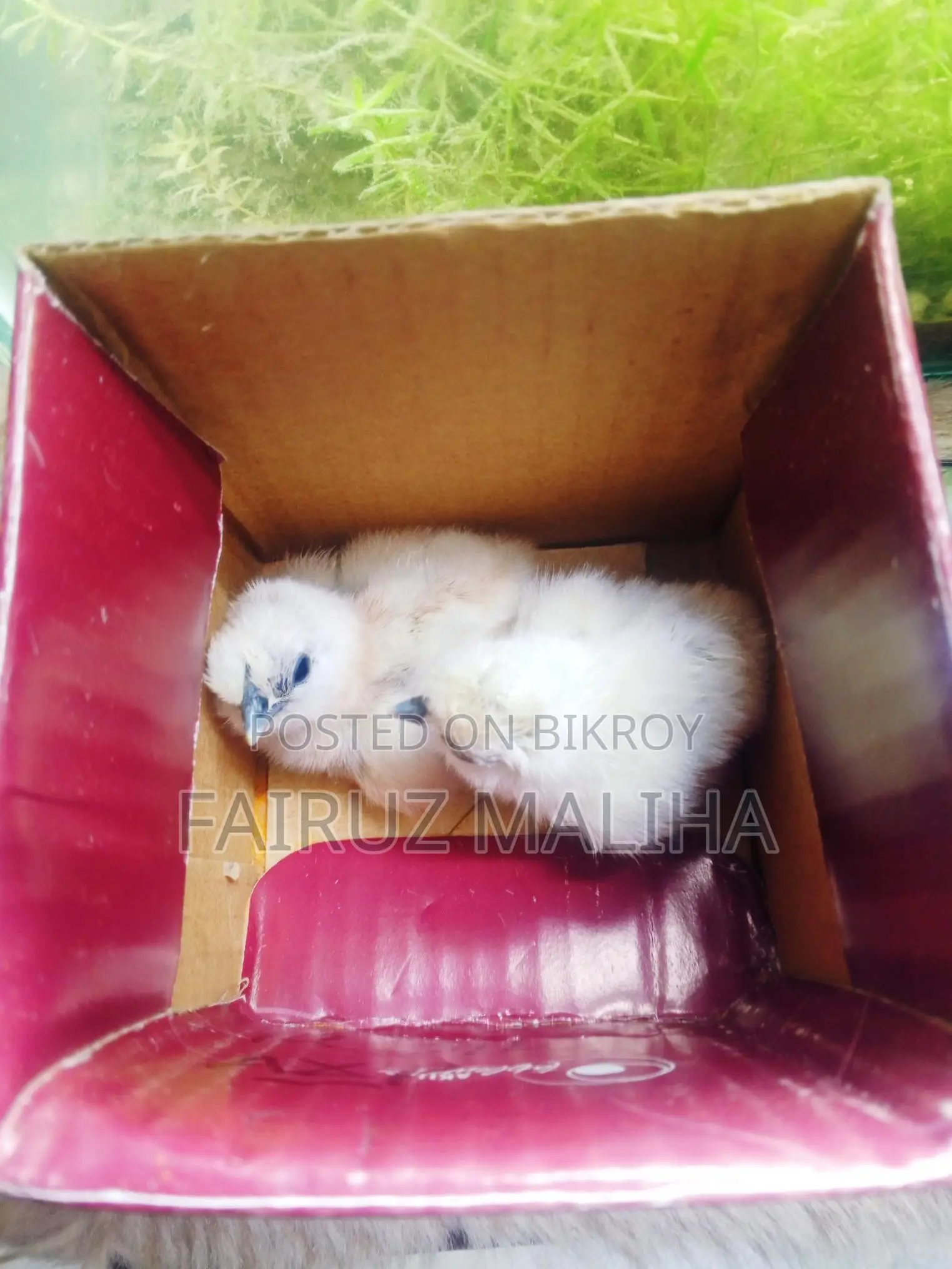 Silky Chicken