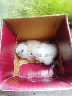Silky Chicken