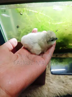 Silky Chicken