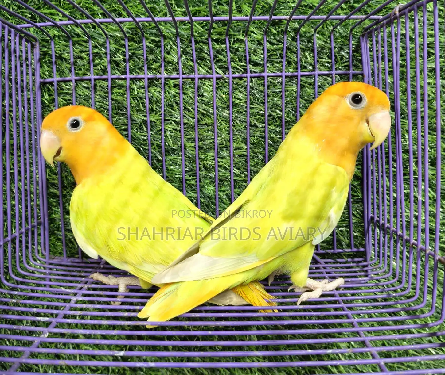 Orange Head Opaline Lovebird