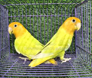 Orange Head Opaline Lovebird