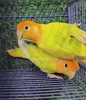 Orange Head Opaline Lovebird