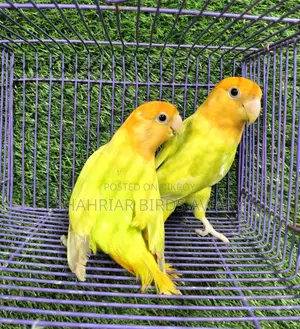 Orange Head Opaline Lovebird