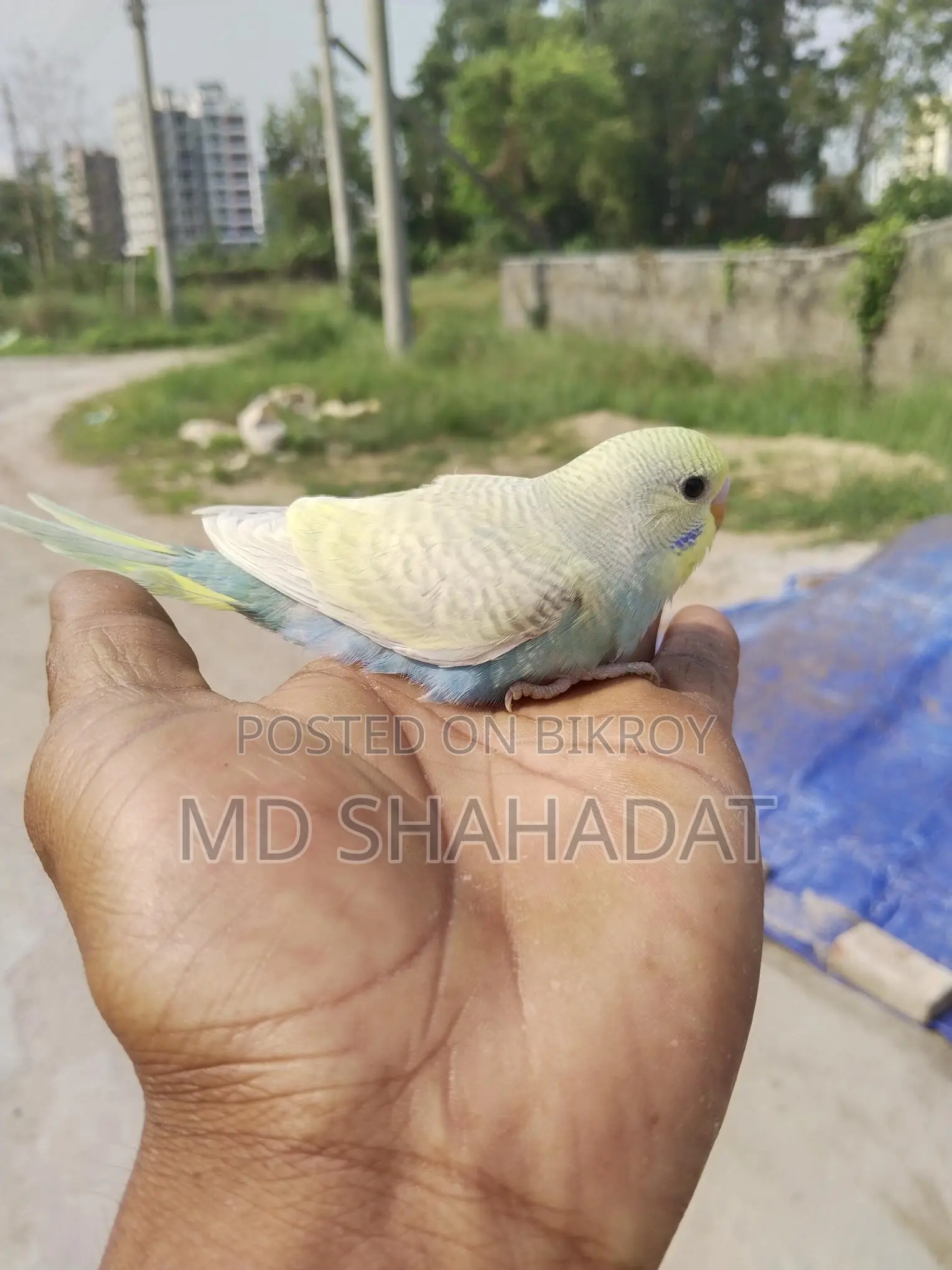 ৩ পিছ আছে ২ মাসের আর একটা বড় ছেলে পাখি বাজীগর বিক্রি করা হবে