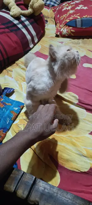 পারসিয়ান বিড়াল