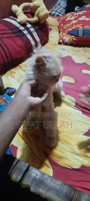 পারসিয়ান বিড়াল
