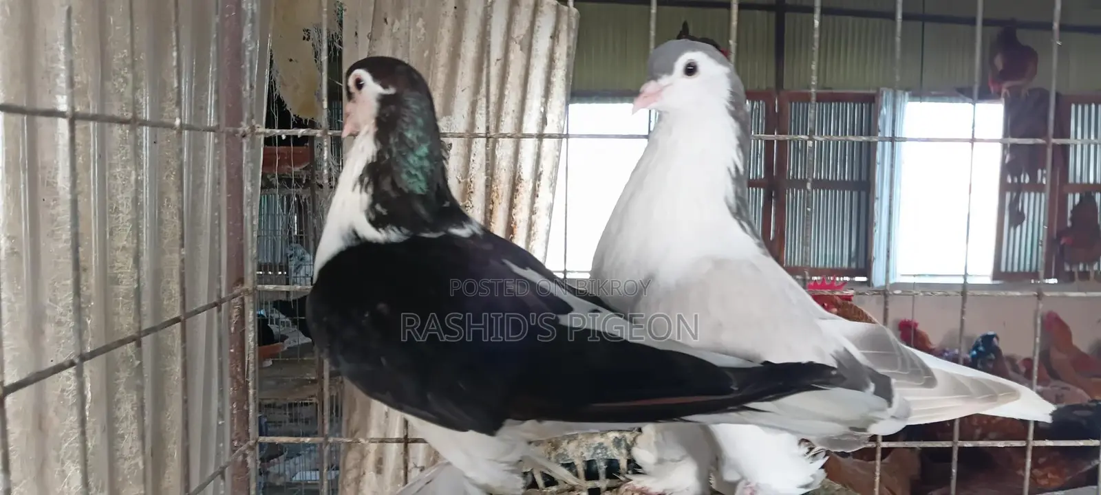 সিরাজি কবুতর