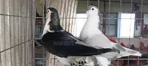 সিরাজি কবুতর