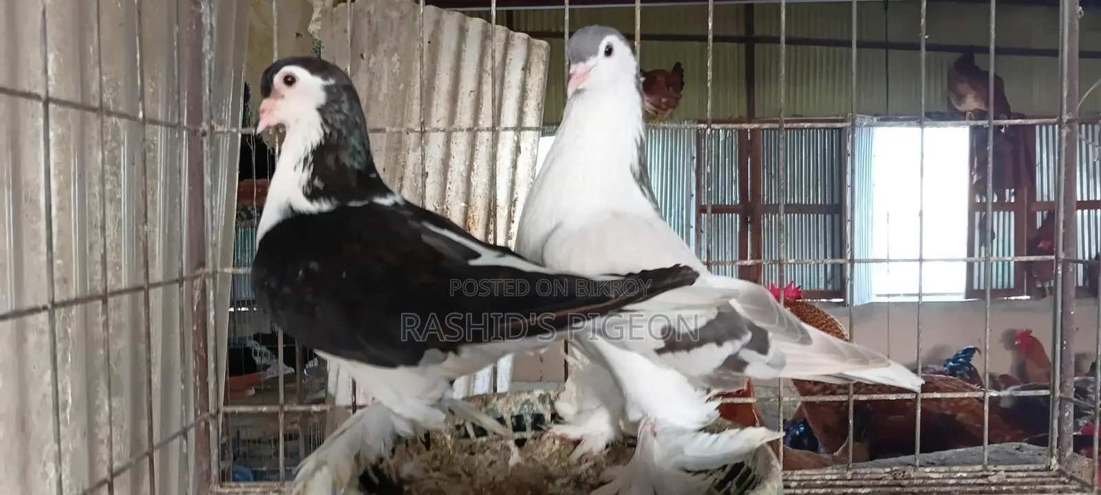 সিরাজি কবুতর