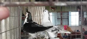সিরাজি কবুতর