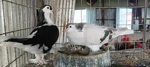 সিরাজি কবুতর