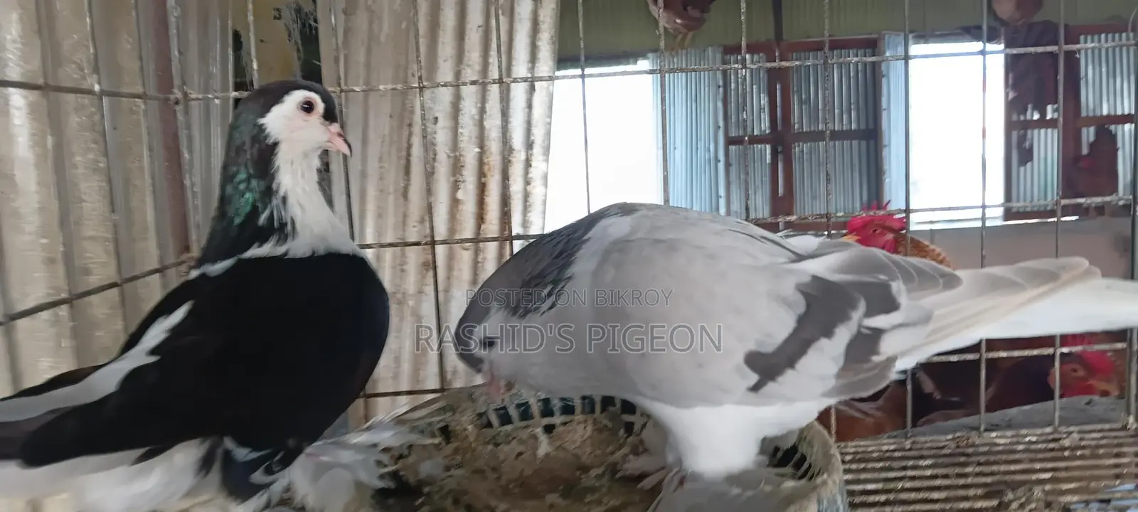 সিরাজি কবুতর