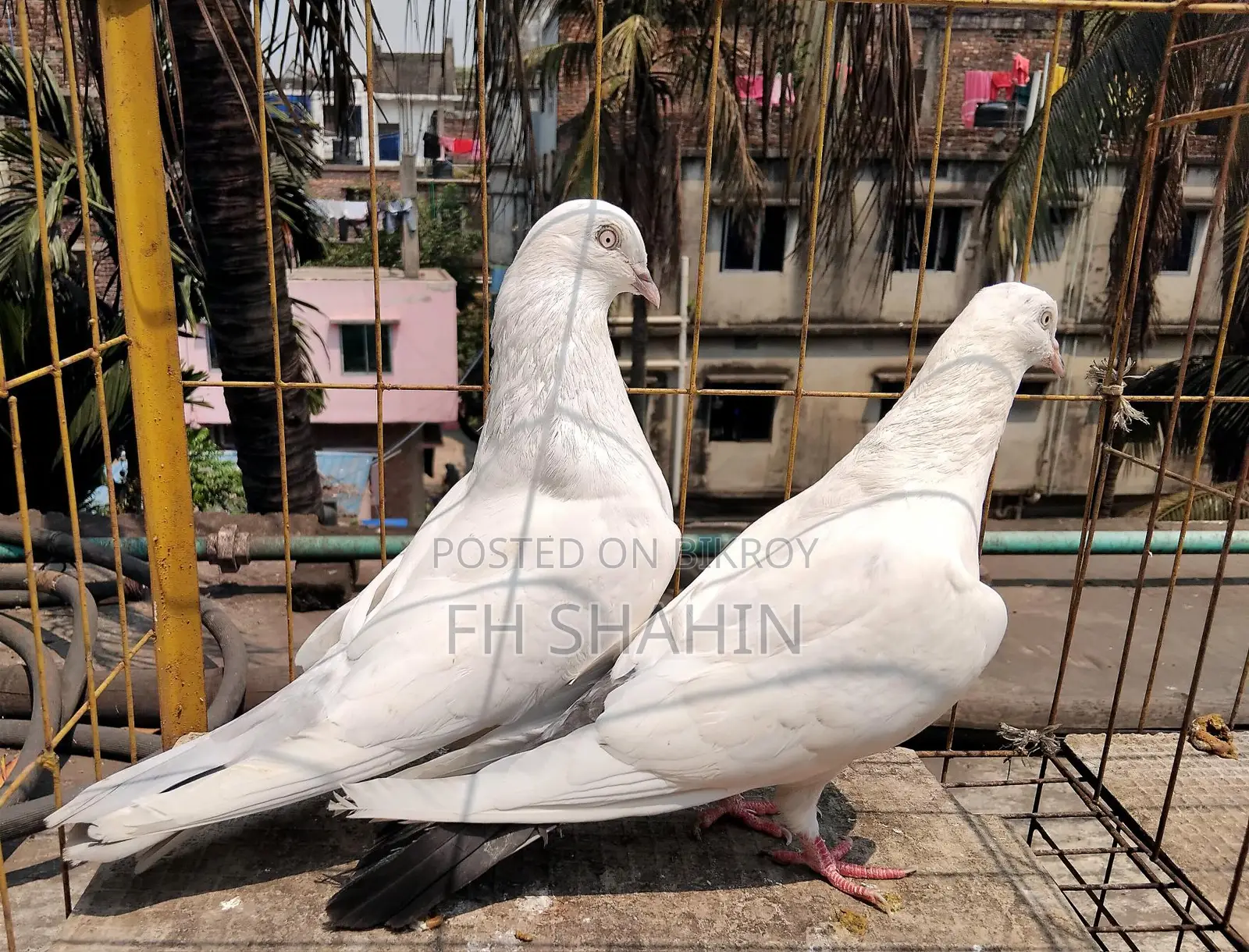 Kaldhum Pigeon