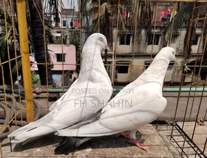 Kaldhum Pigeon