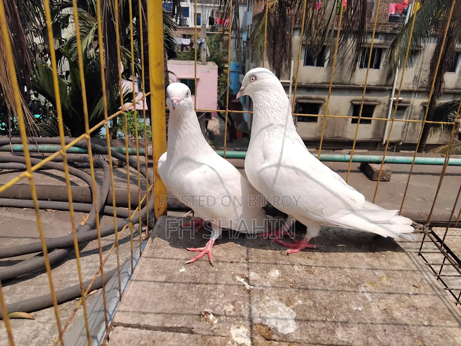 Kaldhum Pigeon