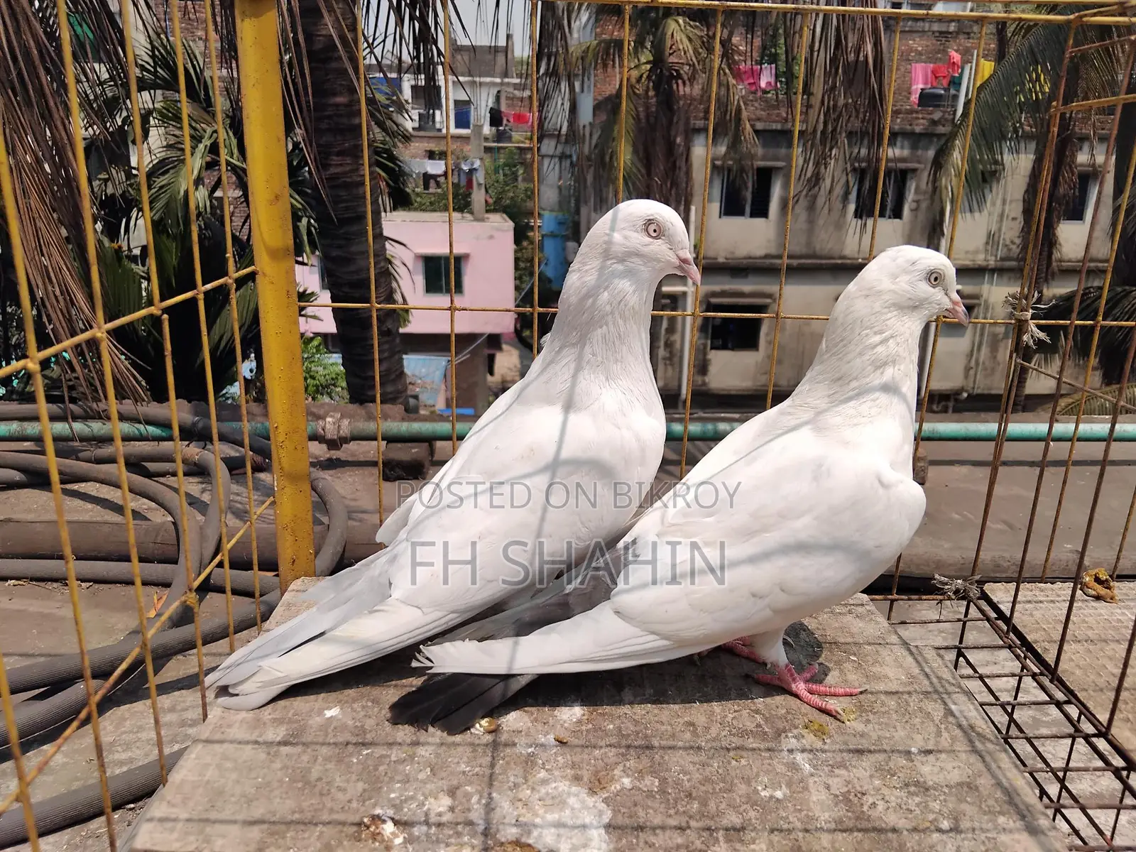 Kaldhum Pigeon