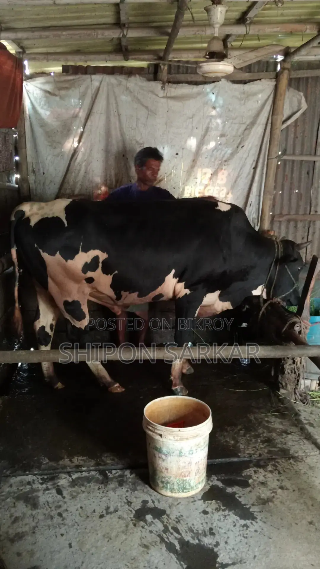 একটি গরু বিক্রি হবে