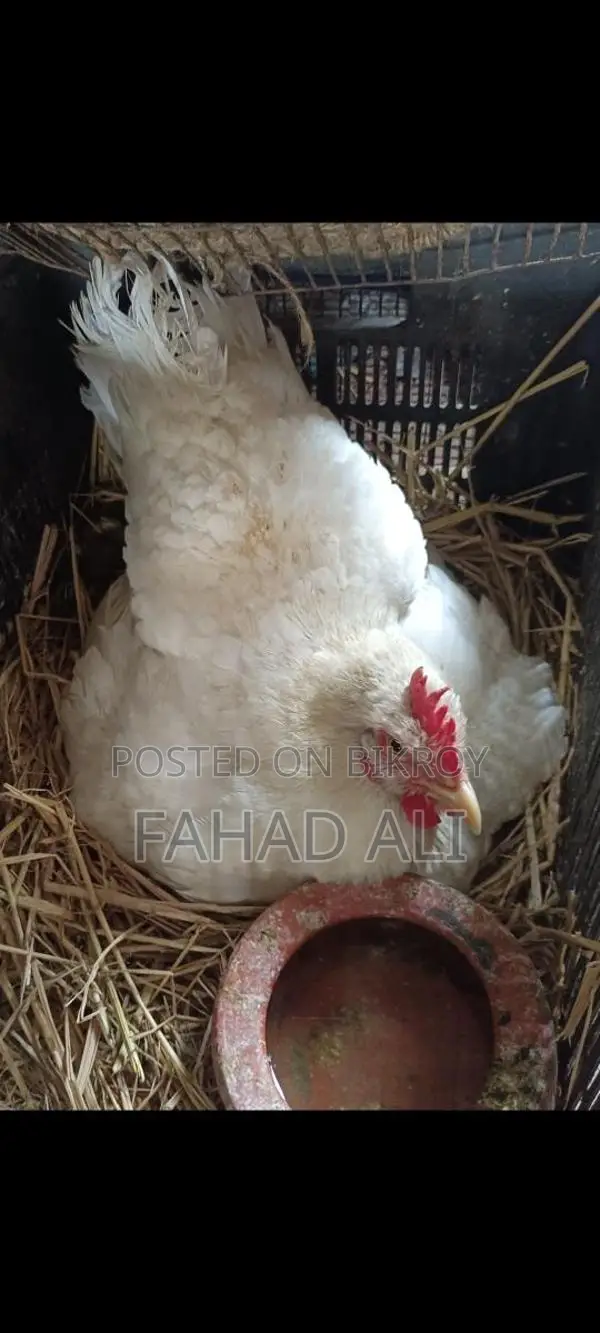দেশি মুরগি ডিমপারা রানিং পাহাড়ি মোরগ ভালো জাতের ঘরের পোষা