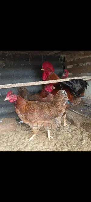 দেশি মুরগি ডিমপারা রানিং পাহাড়ি মোরগ ভালো জাতের ঘরের পোষা