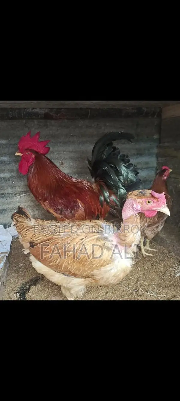 দেশি মুরগি ডিমপারা রানিং পাহাড়ি মোরগ ভালো জাতের ঘরের পোষা