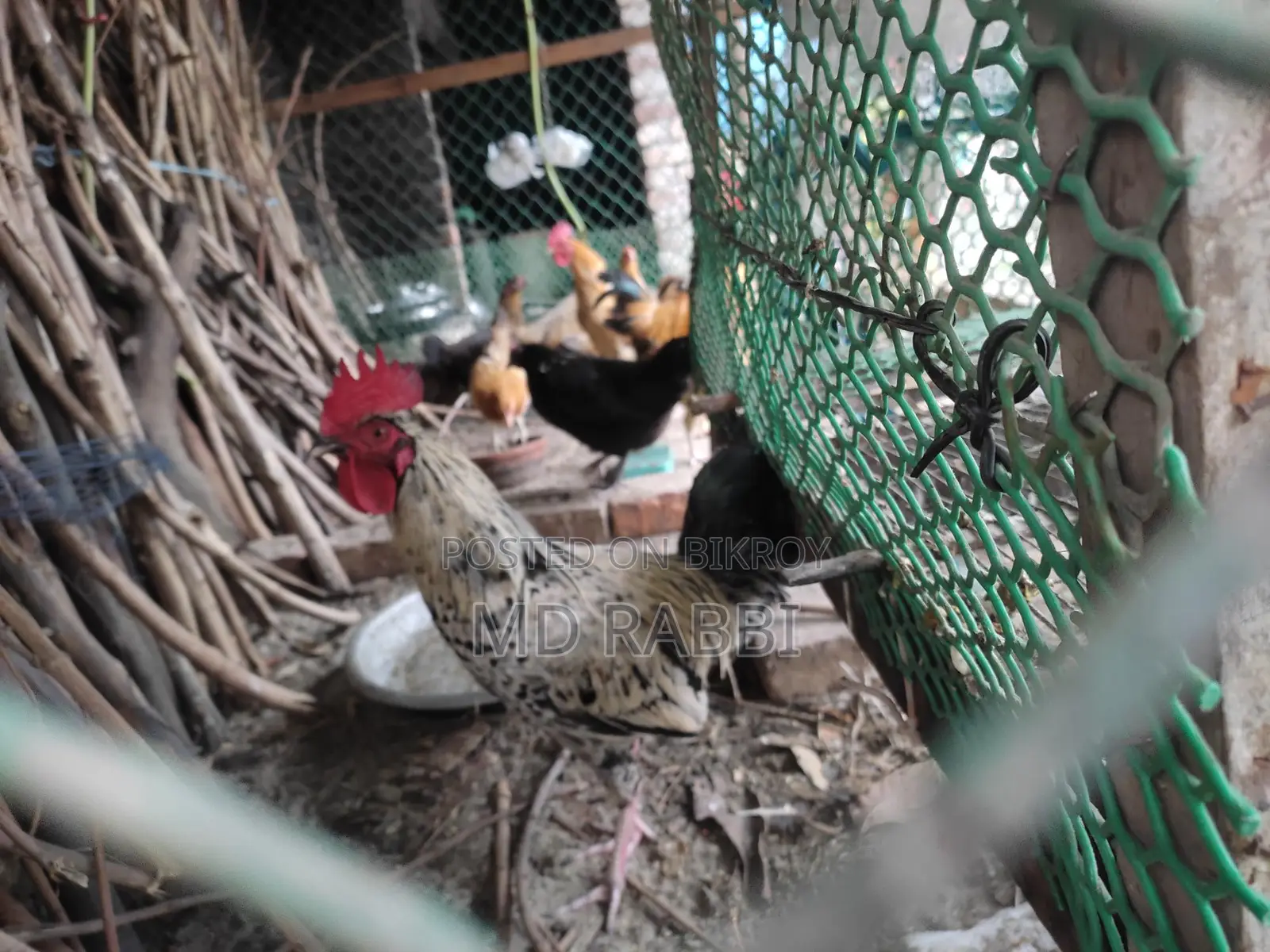 Deshi Chicken