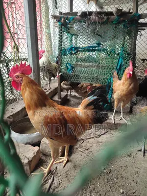 Deshi Chicken