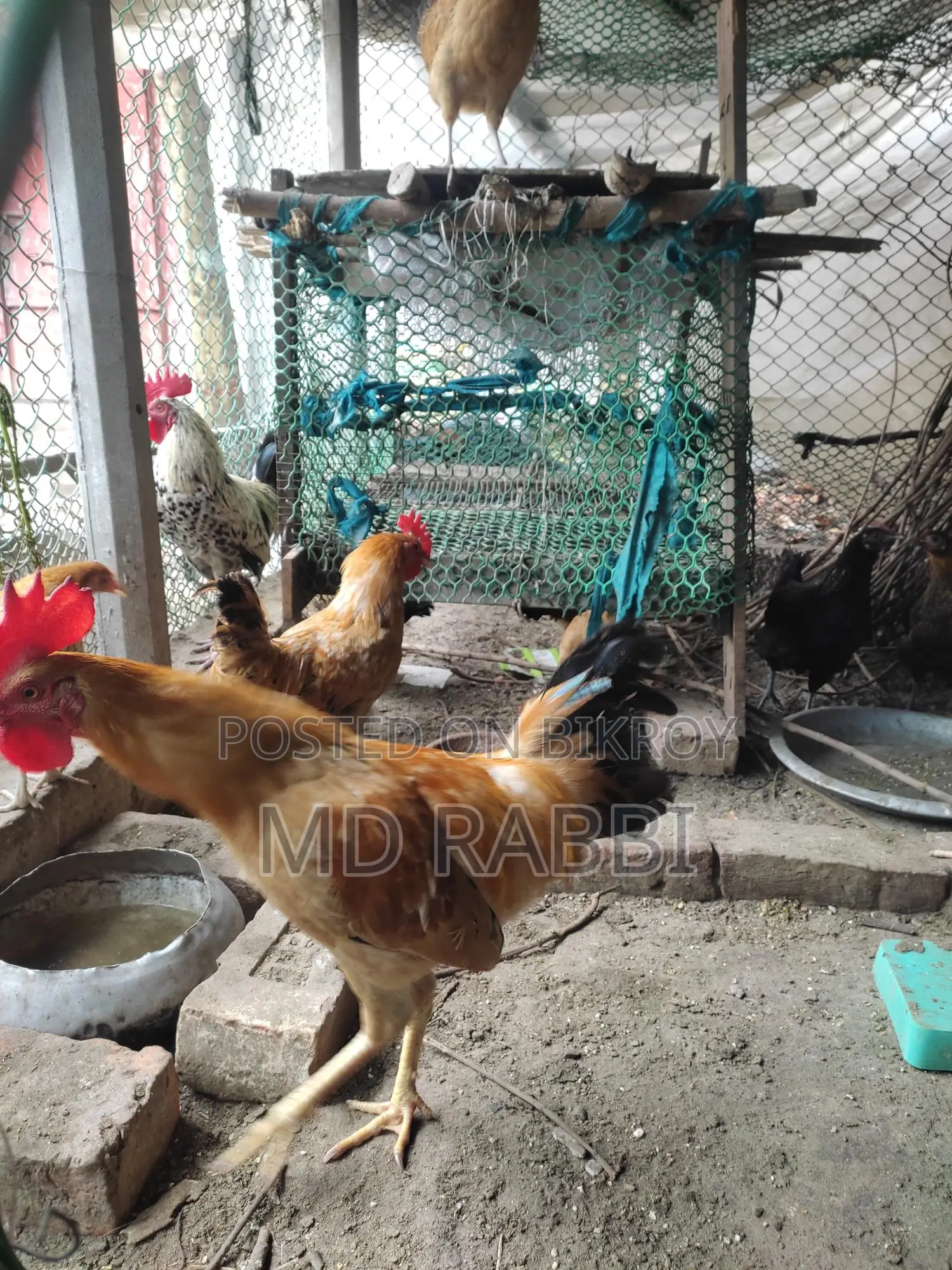 Deshi Chicken