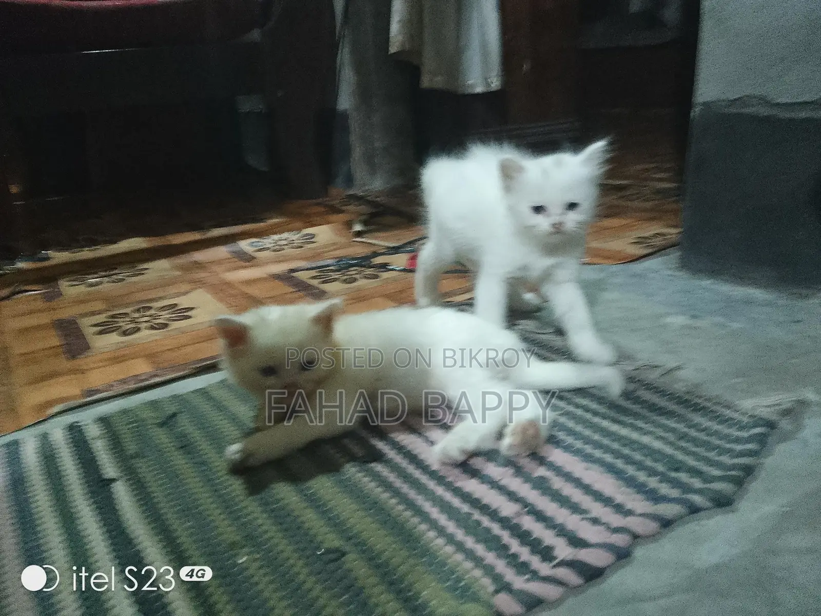 পার্সিয়ান ফিমেল বেবি