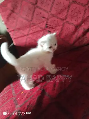 পার্সিয়ান ফিমেল বেবি