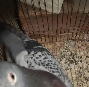 Bird Sell