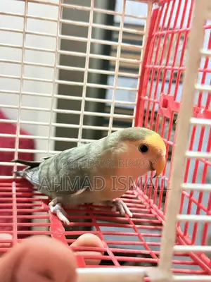 Lovebird