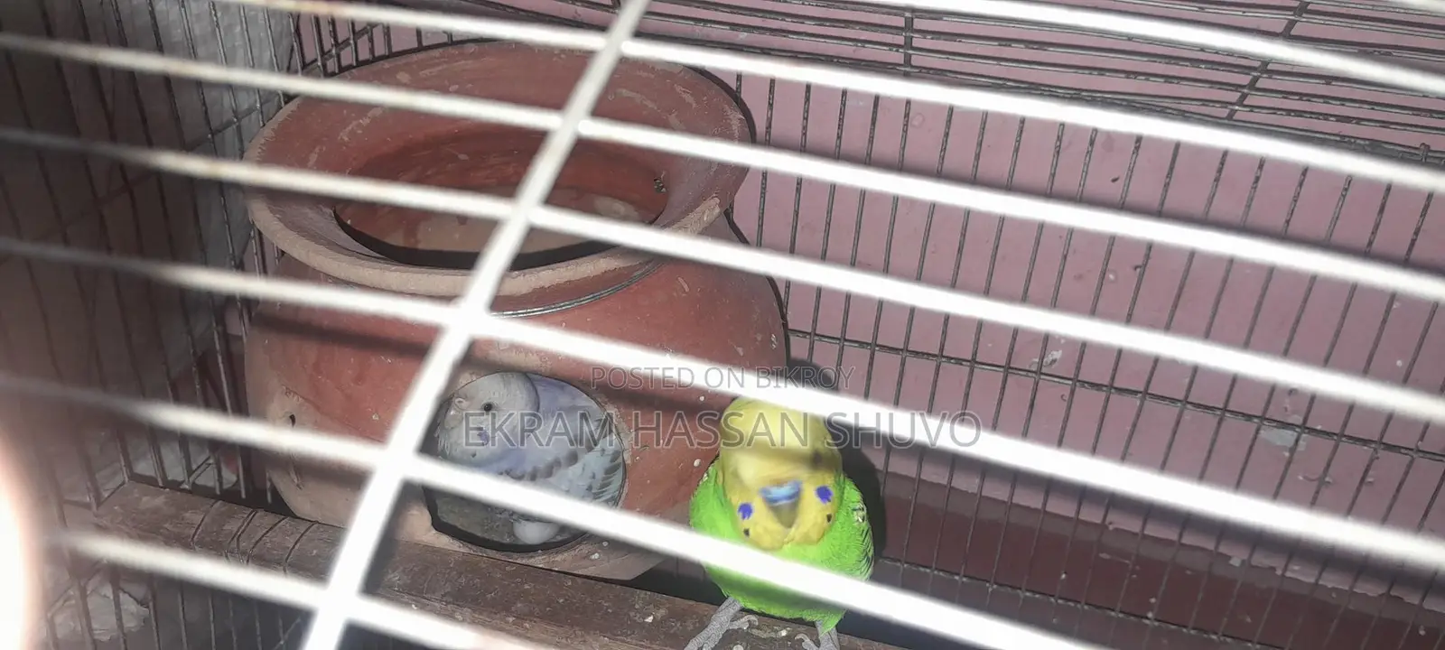 3 Pairs of Budgie Birds