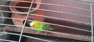 3 Pairs of Budgie Birds