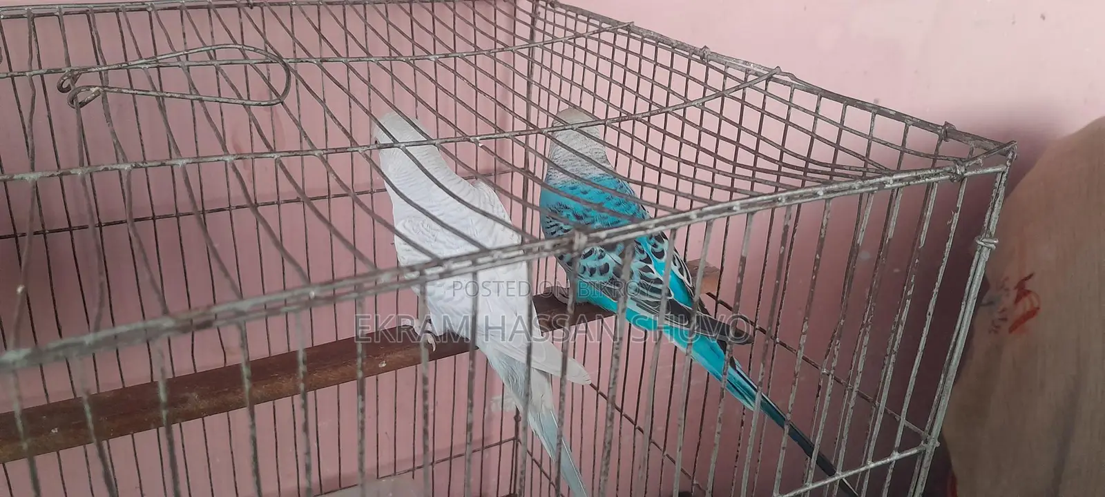 3 Pairs of Budgie Birds
