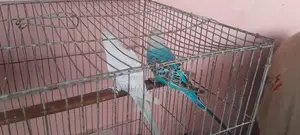 3 Pairs of Budgie Birds
