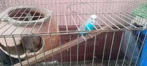3 Pairs of Budgie Birds