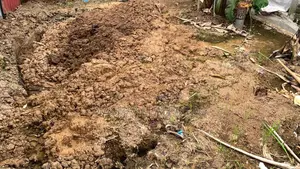 Cow Dung for Roof Garden