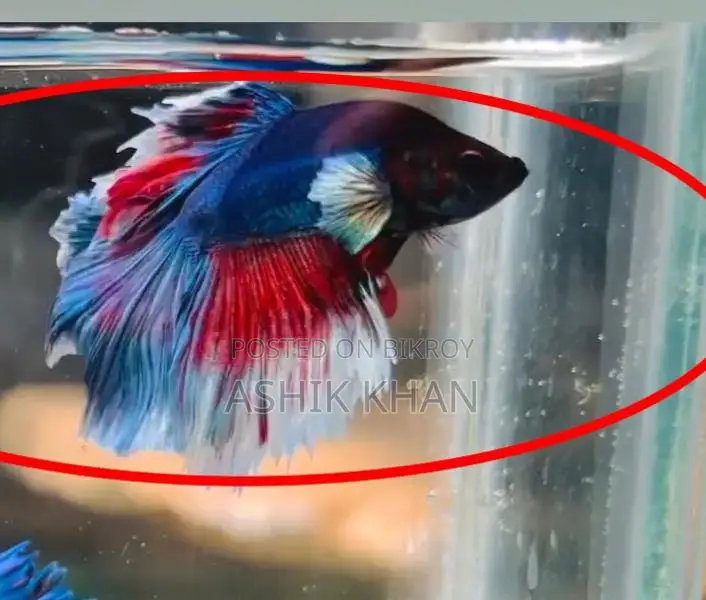 Breeding Pair Betta Fish for Urgent Sale