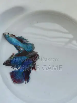 Fighter Fish
