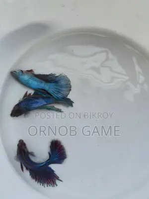 Fighter Fish