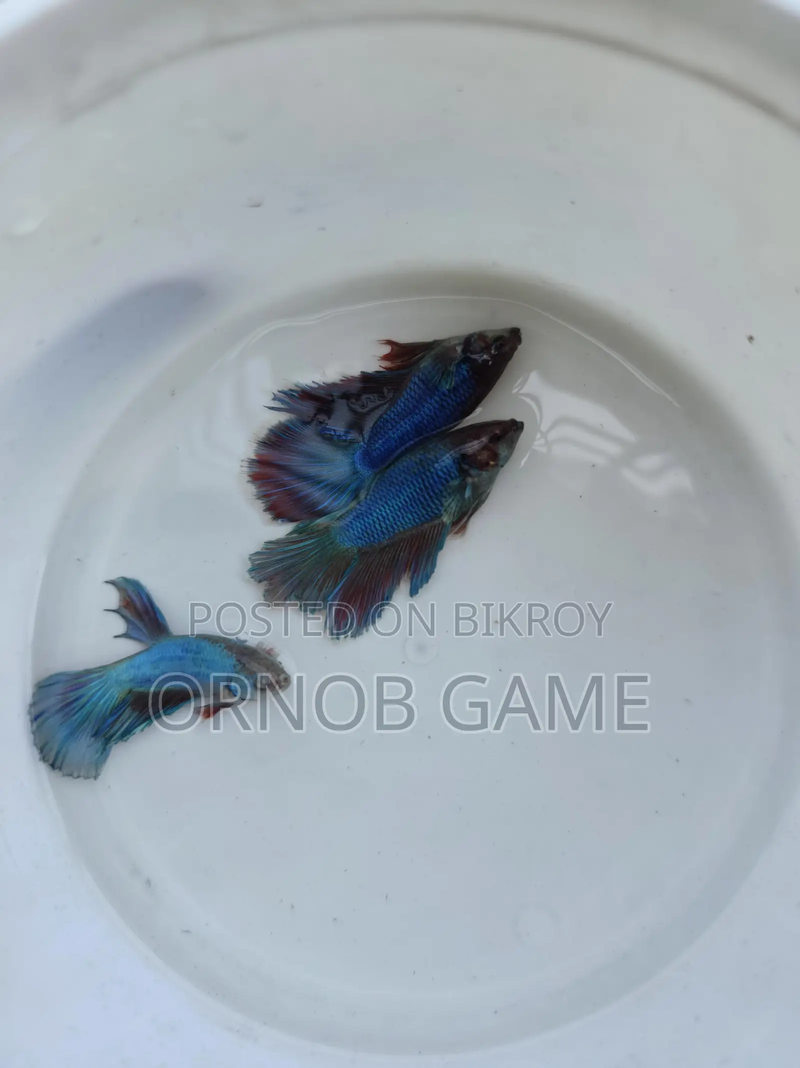 Fighter Fish