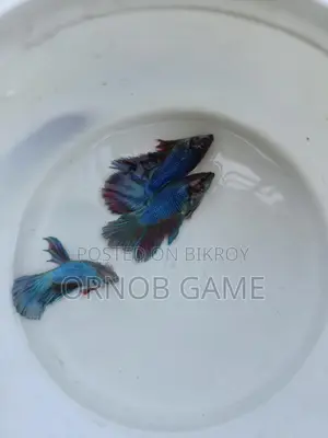 Fighter Fish