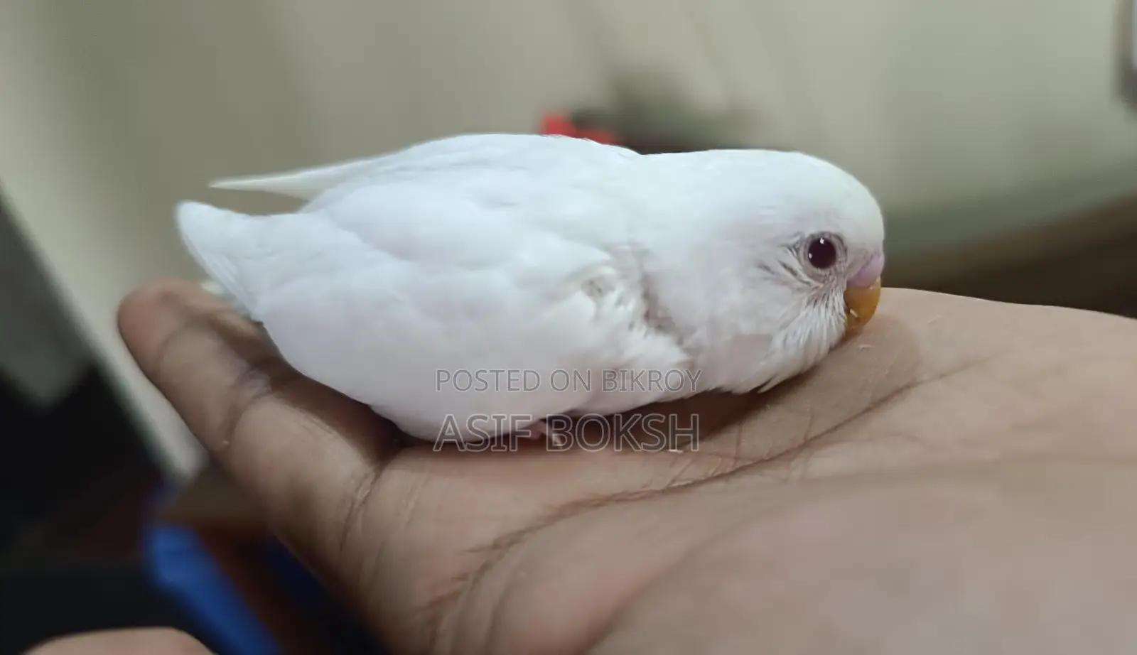 বাজরিগর পাখি বিক্রয়