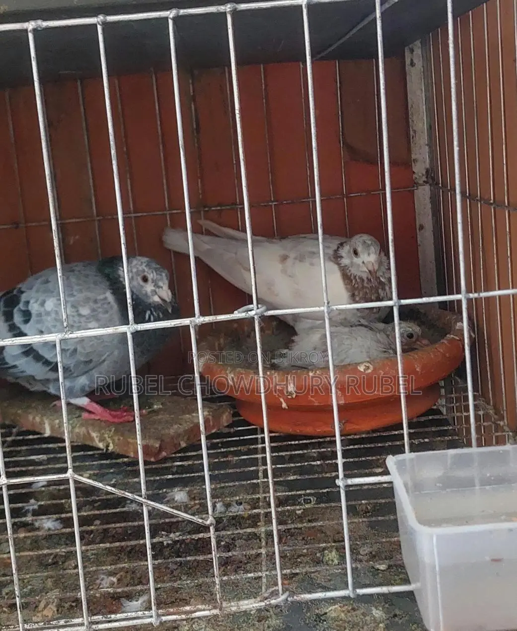 Bird for Sale